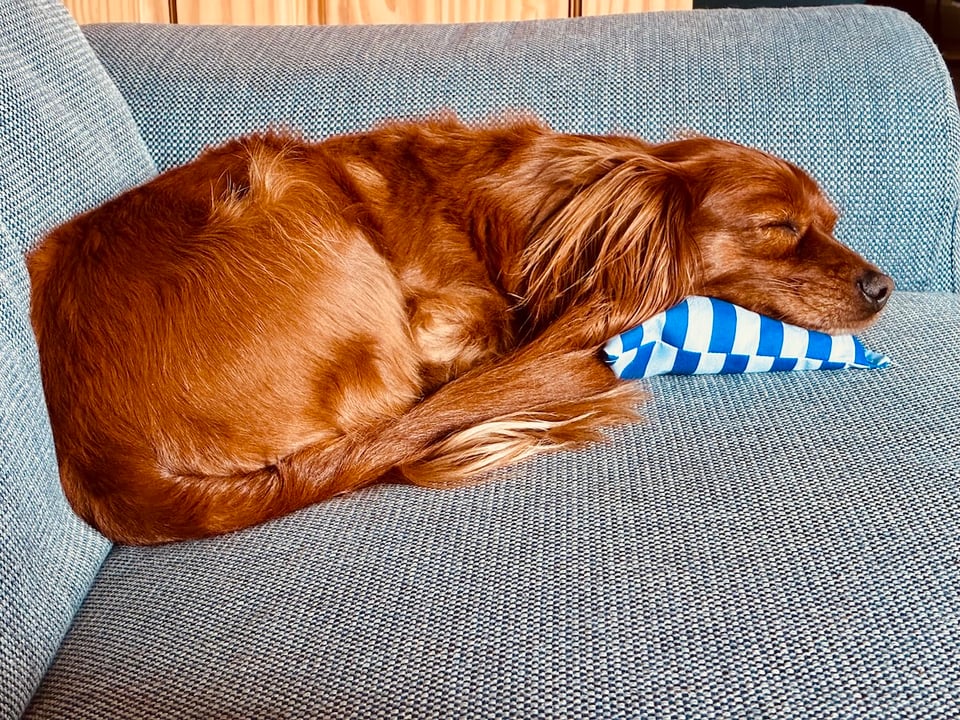 A cute dog and a tiny pillow.
