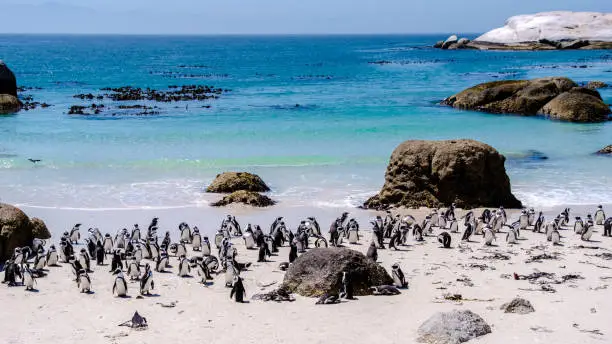 Top Tours in Cape Town from Table Mountain to the Cape Peninsula
