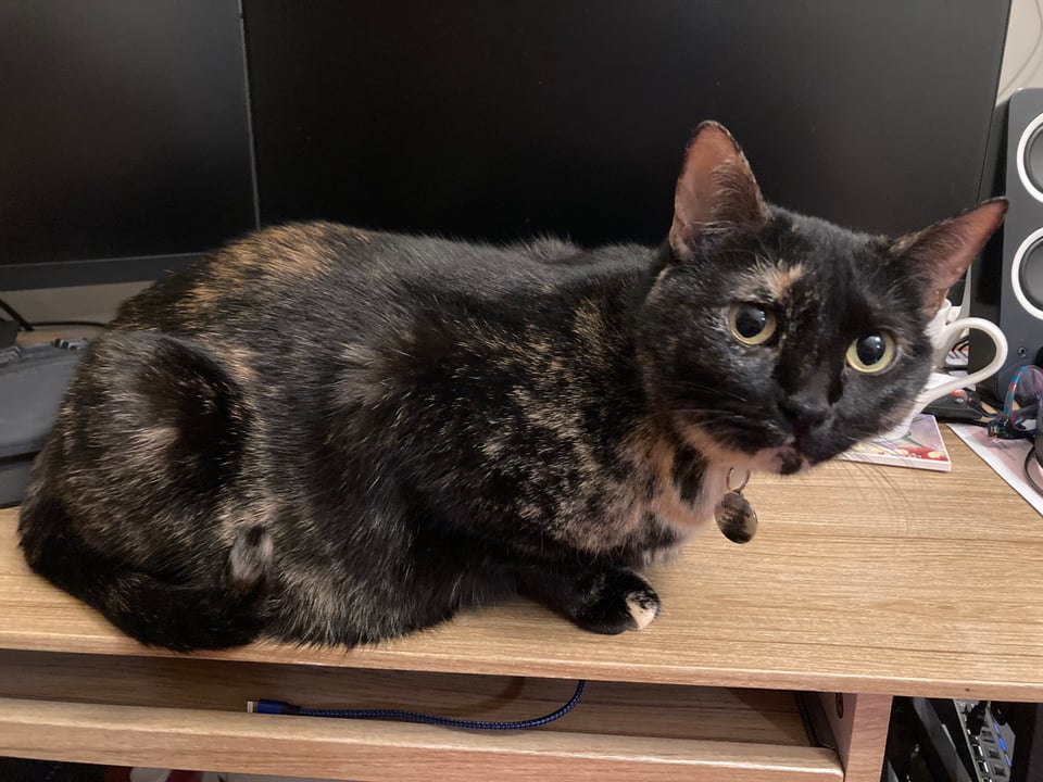 A small black and orange tortoiseshell cat is crouching on a desk in front of two computer monitors. Her eyes are yellow and she stares slightly past the camera.