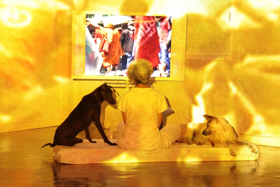 A person sits on a mattress on the floor with two dogs, watching television.