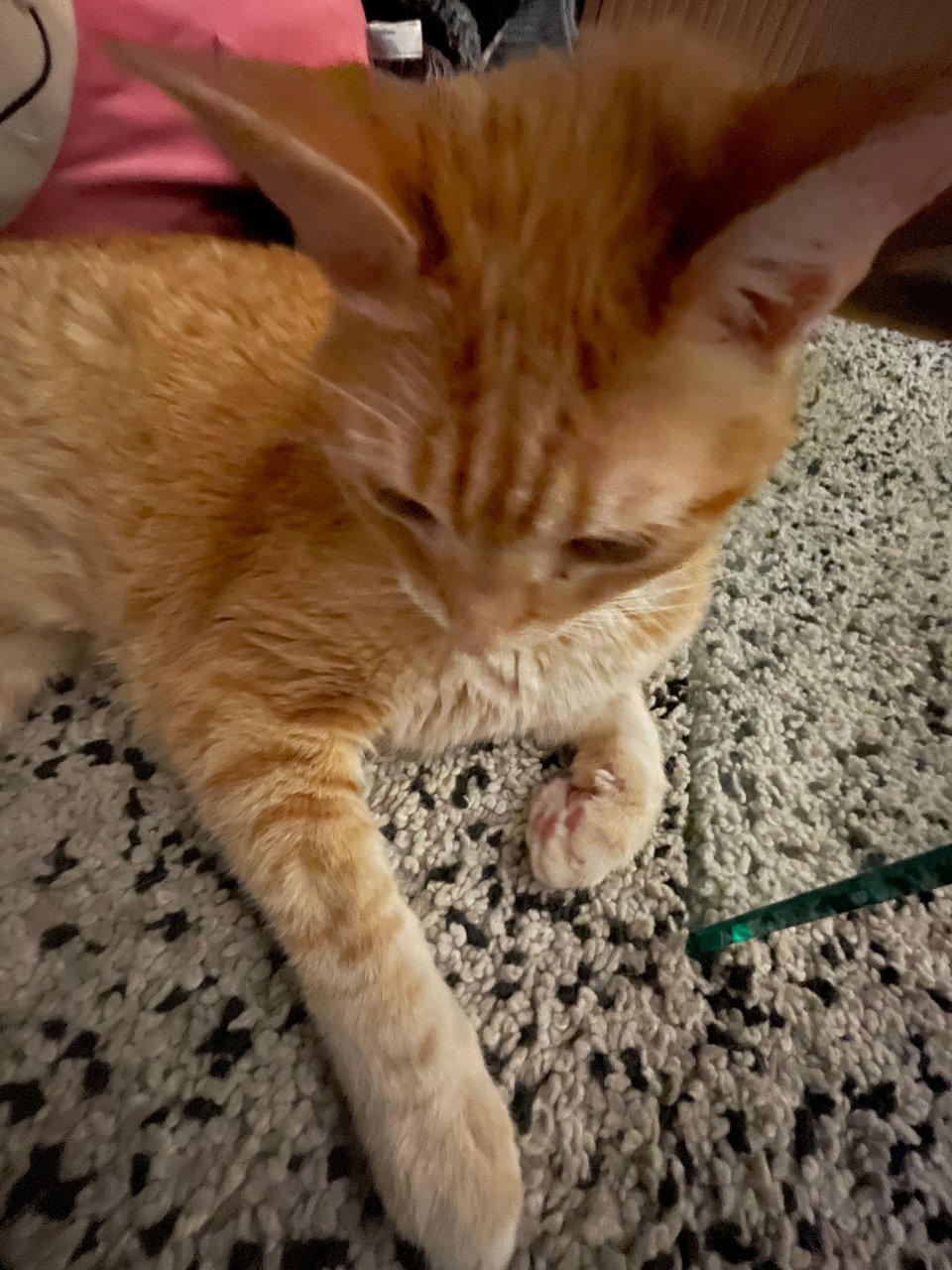 An orange cat is phographed from above using a wide-angle lens, causing his head and ears to appear massive in relation to the rest of his body. His front paws are out and he is looking downward.