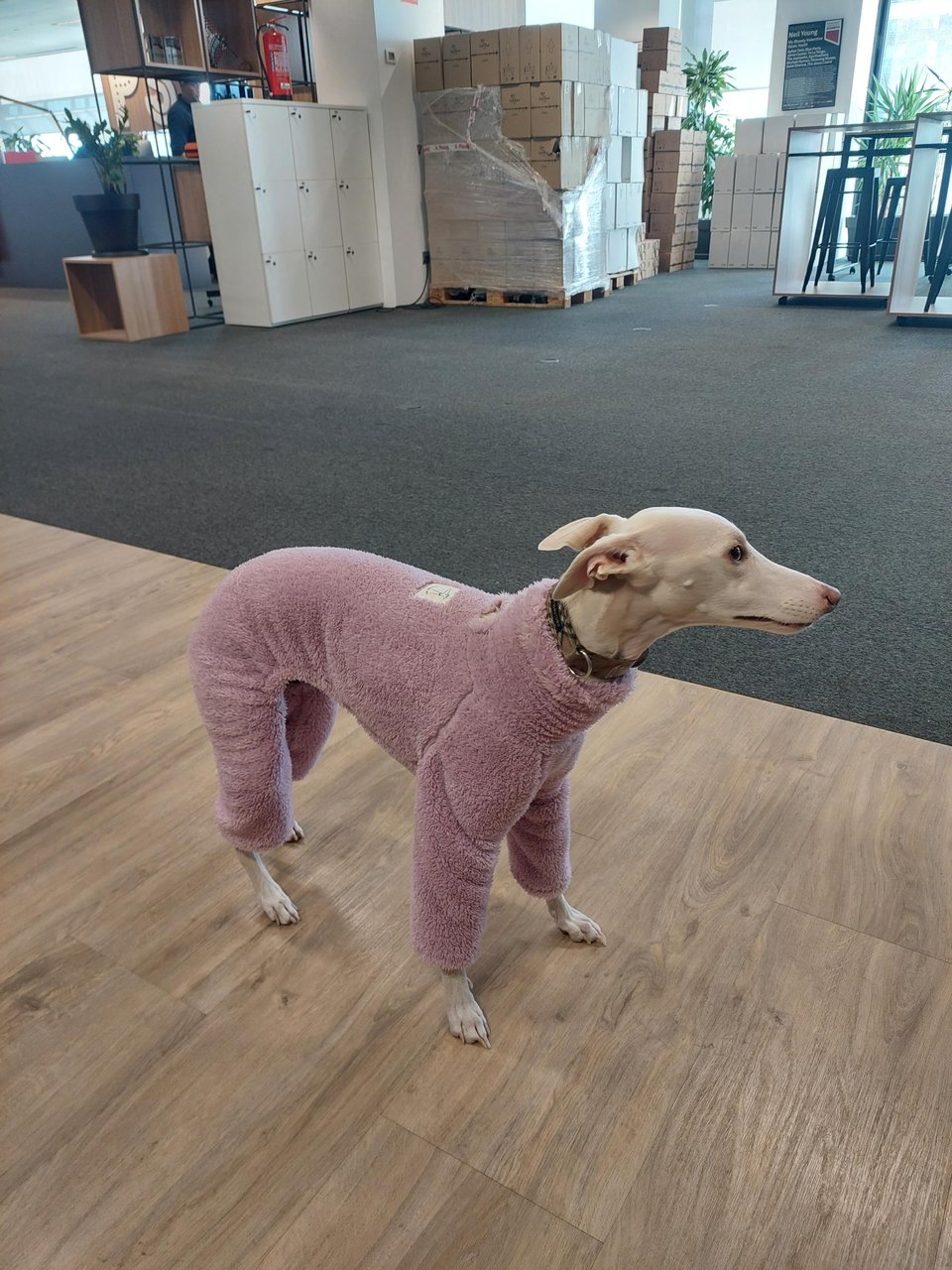 A dog, avoiding the cold, stylishly