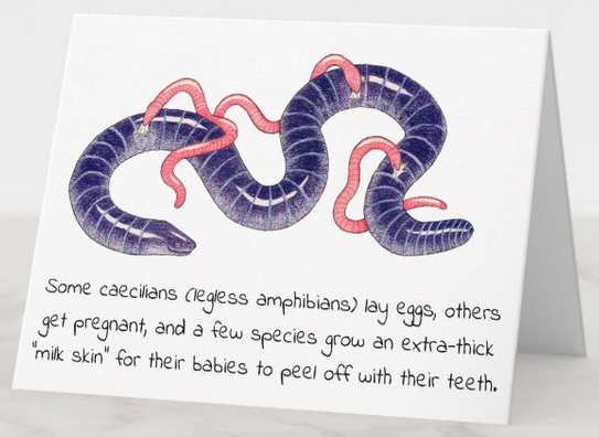 Picture of a greeting card with a colorful drawing of a purple caecilian with three small pink caecilians biting her skin off. The text reads, "Some caecilians (legless amphibians) lay eggs, others get pregnant, and a few species grow an extra-thick 'milk skin' for their babies to peel off their their teeth."