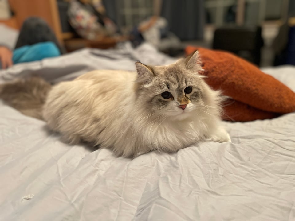 A long haired mostly white/beige cat lays on a bed