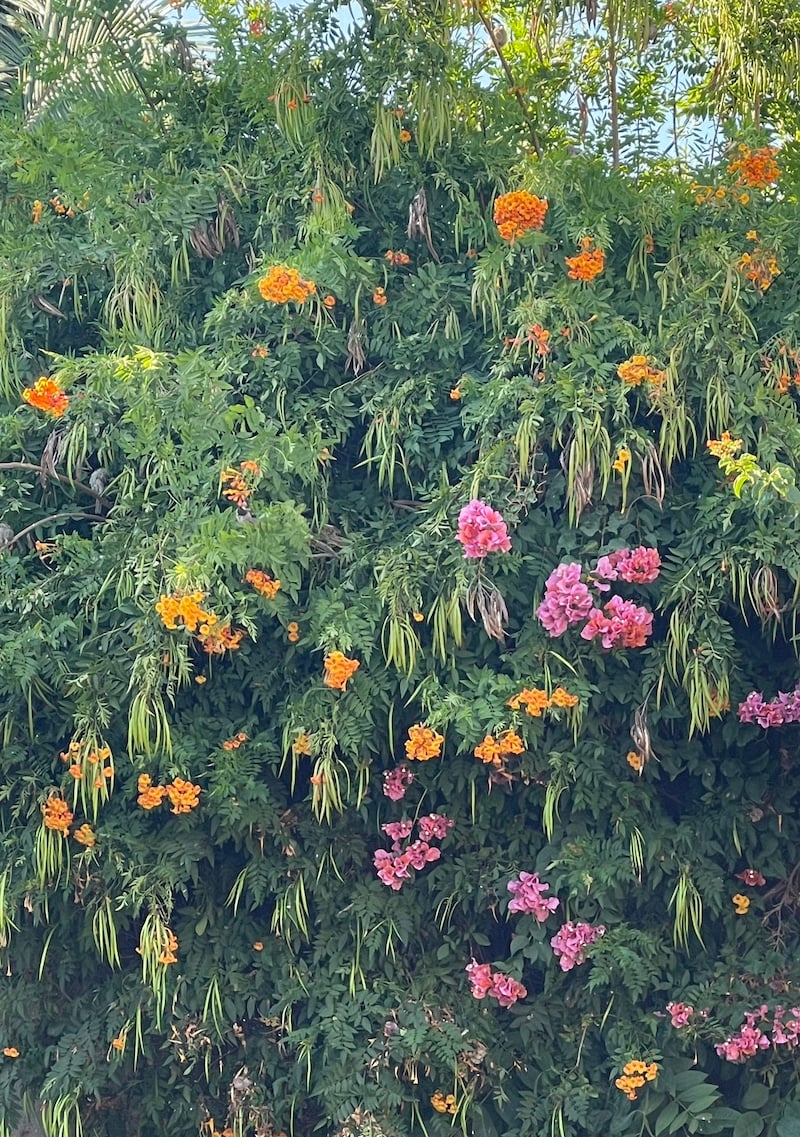 a large bush of hibiscus