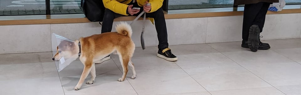 Shiba Inu dog walking near its owner wearing a cone.