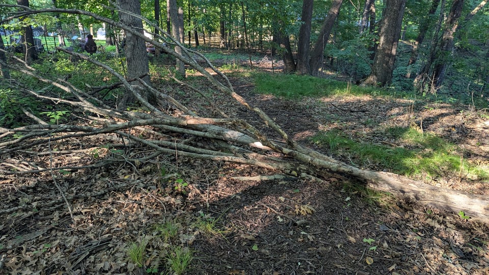 A fallen tree lying across a woodchip path.