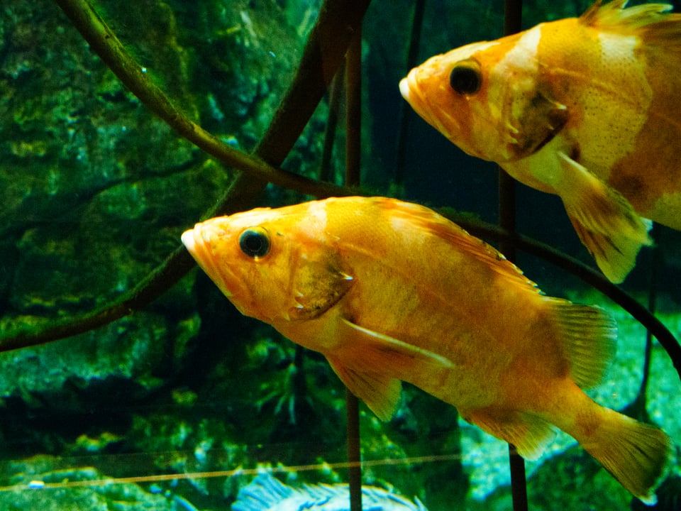two pouty golden fish.