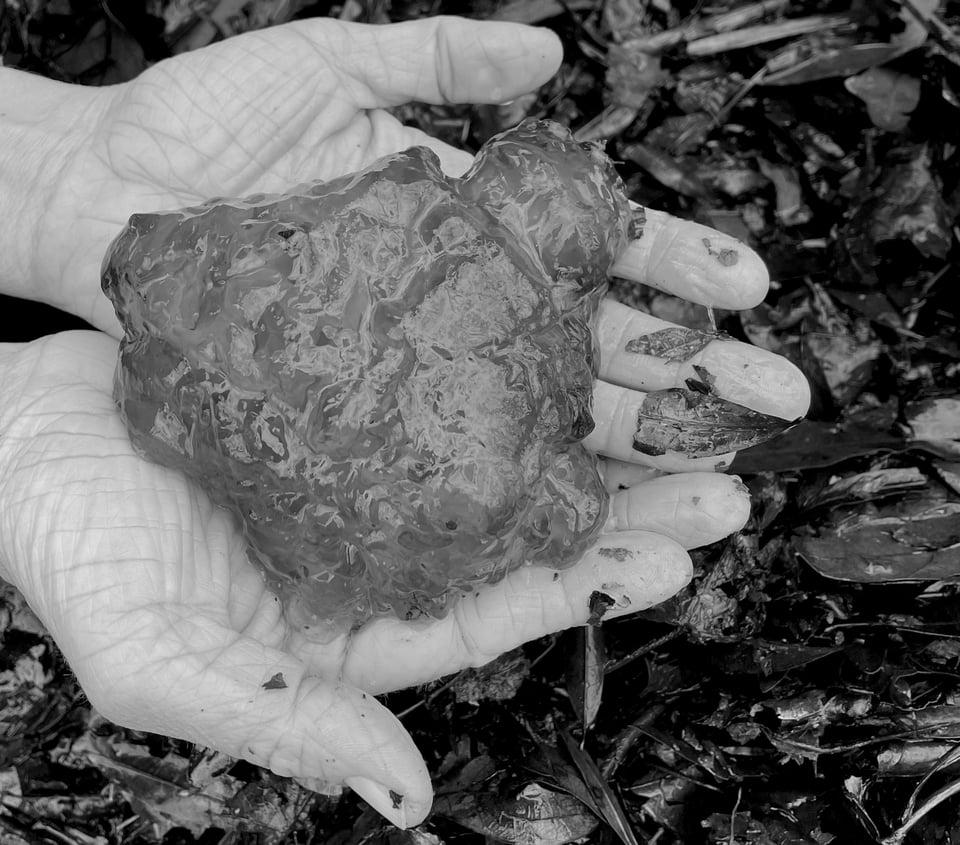 Two hands hold a slick, semi-transluscent mass bulging with eggs. Looks jiggly.