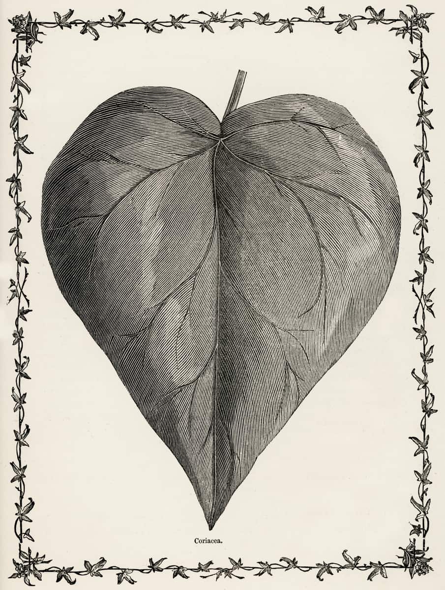 A very detailed drawing of a Coriacea leaf. A garland of leaves surround on all four sides as a natural border.