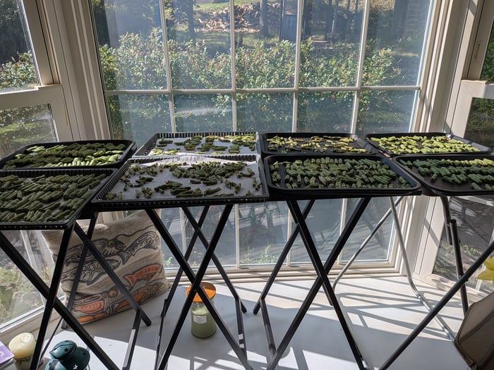Trays of beans drying in a bay window