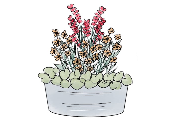 This week: Container Gardening with Native Plants