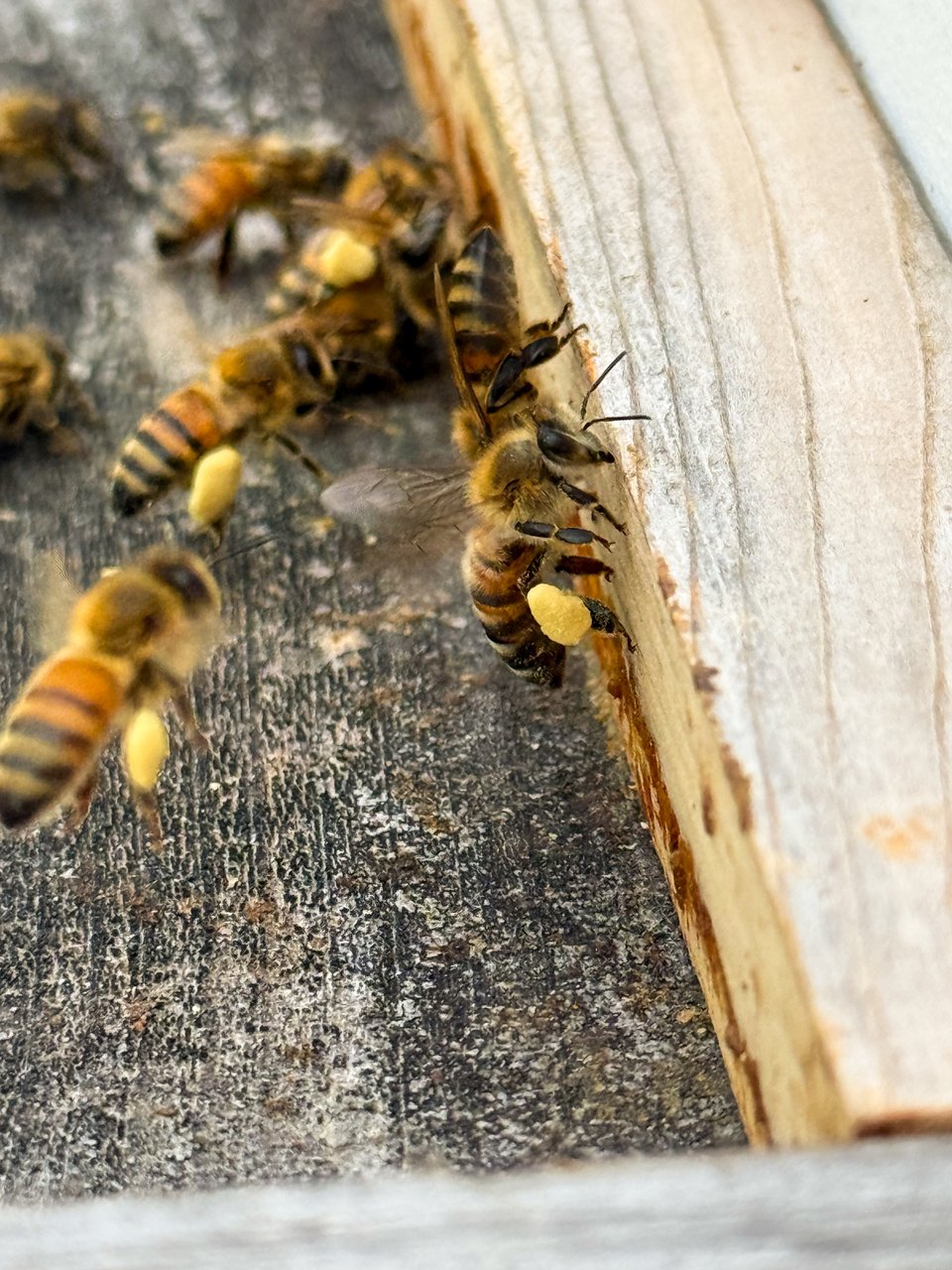 honey bees at a hive entrance with full pollen pockets