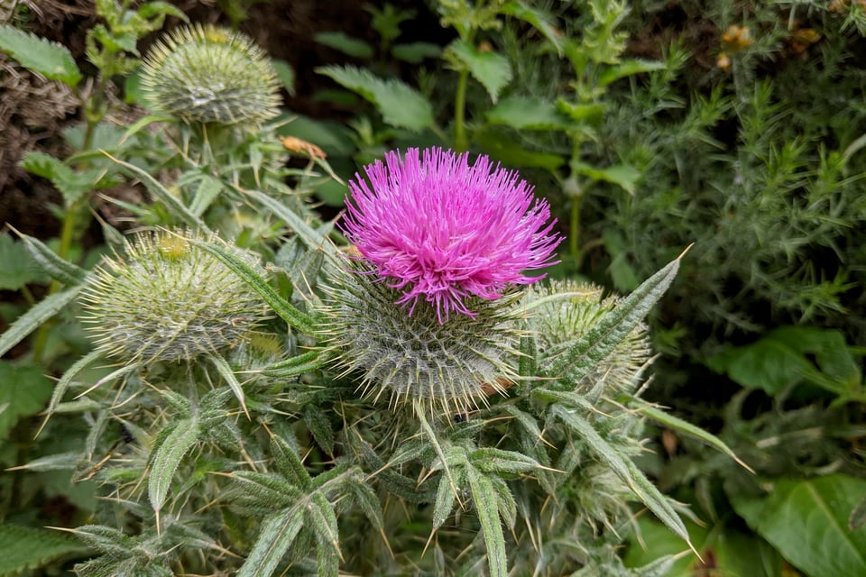 A big ol' thistle