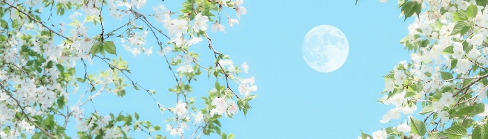 a full moon in light blue sky, surrounded by branches with white flowers