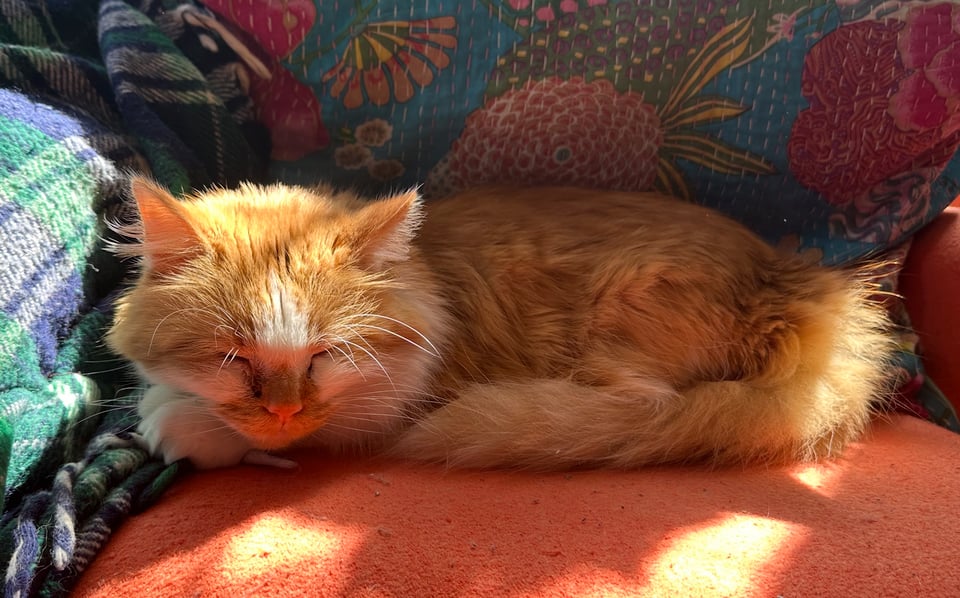 A fluffly orange and white cat napping blissfully in a sunbeam