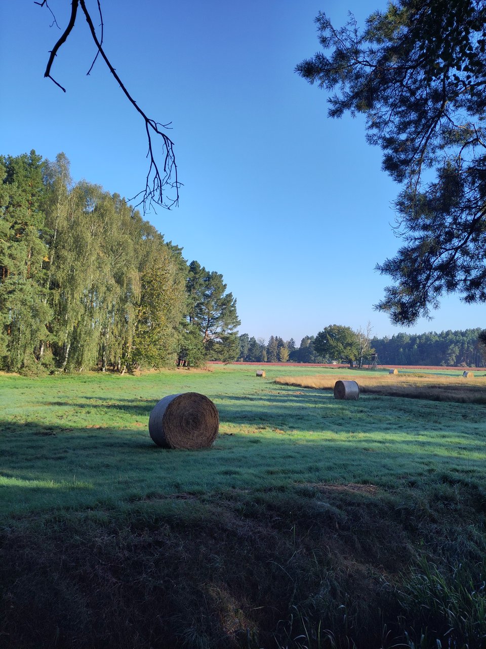 Das schlimmste an Brandenburg ist doch, dass es keine Pilze gibt. Jedenfalls bisher in diesem Jahr nicht. Dabei hat es geregnet, nach allem was uns die Erfahrung lehrt, mehr als genug sogar. Warm ist es ebenfalls. Und doch. Mit geradezu feindseliger Kargheit verweigert sich der Forst. Hier und da eine Krause Glucke, ok, eine Spezialität für ganz Spezielle. Aber sonst ist da nichts, was in vergangnen Jahren um diese Zeit dort schoss. Keine Hexen- oder Sandröhrlinge, keine Steinpilze. Nicht einmal Fliegenpilze für die Optik. Ein paar altersfleckige Boviste hier und da. Klar, auch irgendwie Pilze, aber worüber reden wir hier eigentlich. So gibt es am Abend also Vollkornspaghetti mit einer Sauce aus Zucchini und Gorgonzola, letzterer erworben in einem Berliner Bioladen. Invasive Art gewissermaßen, aber man kann doch nicht ständig Kartoffeln mit Leinölquark essen, nur weil die Zutaten von hier sind. Wir sind auch invasiv, aber nur minimal. Ossis eben. Die Eingesessenen schütteln trotzdem den Kopf über das etwas unordentliche Gartengrundstück in Ortsrandlage. Zur Beflaggung beim Bäcker sagen wir nichts, freuen uns nur still, dass der Lappen mit dem Ausscheiden der Fußballherrennationalmannschaft gleich wieder abgehängt wurde. Seit bald 10 Jahren vermeiden wir tunlichst die Osterfeuer, Feuerwehrfeste und sonstigen Dorfbums in der näheren Umgebung. Geteiltes Bier würde nur die höfliche Distanz erschweren.
