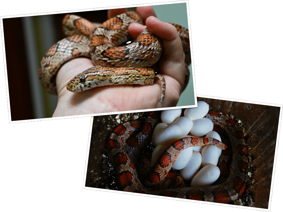 Two pictures of Pretzel, a female corn snake. In one, dated May 2024, she's relaxing in hand; in the other, dated May 2007, she's curled around a clutch of eggs she's just laid.