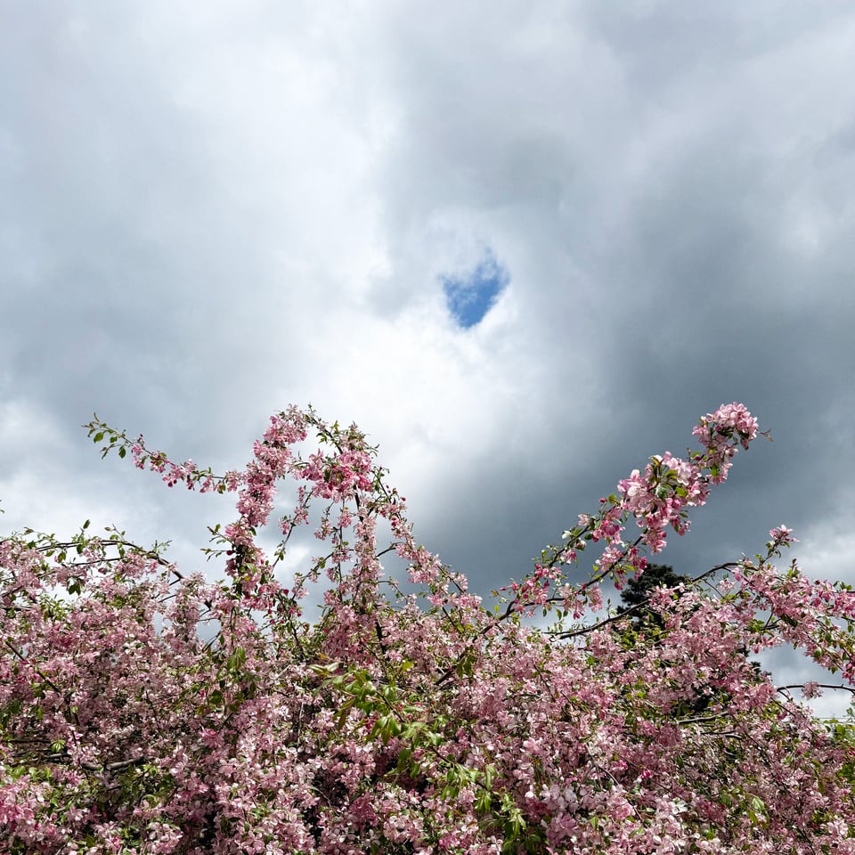 pink flowers bloom above a gray sky just beginning to cut through with blue