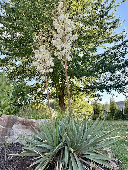 This week: Yucca in Pennsylvania?