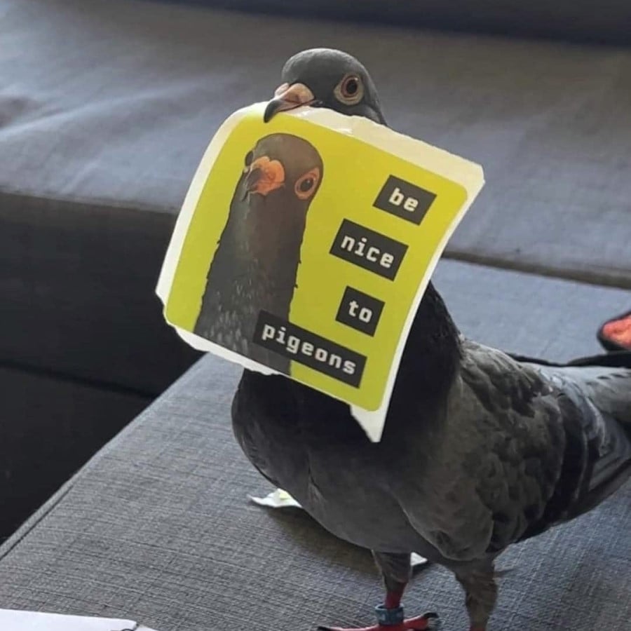 A photo of a grey pigeon standing on a person's couch. The pigeon is holding in its beak a flyer showing a pigeon's head and the text "be nice to pigeons"