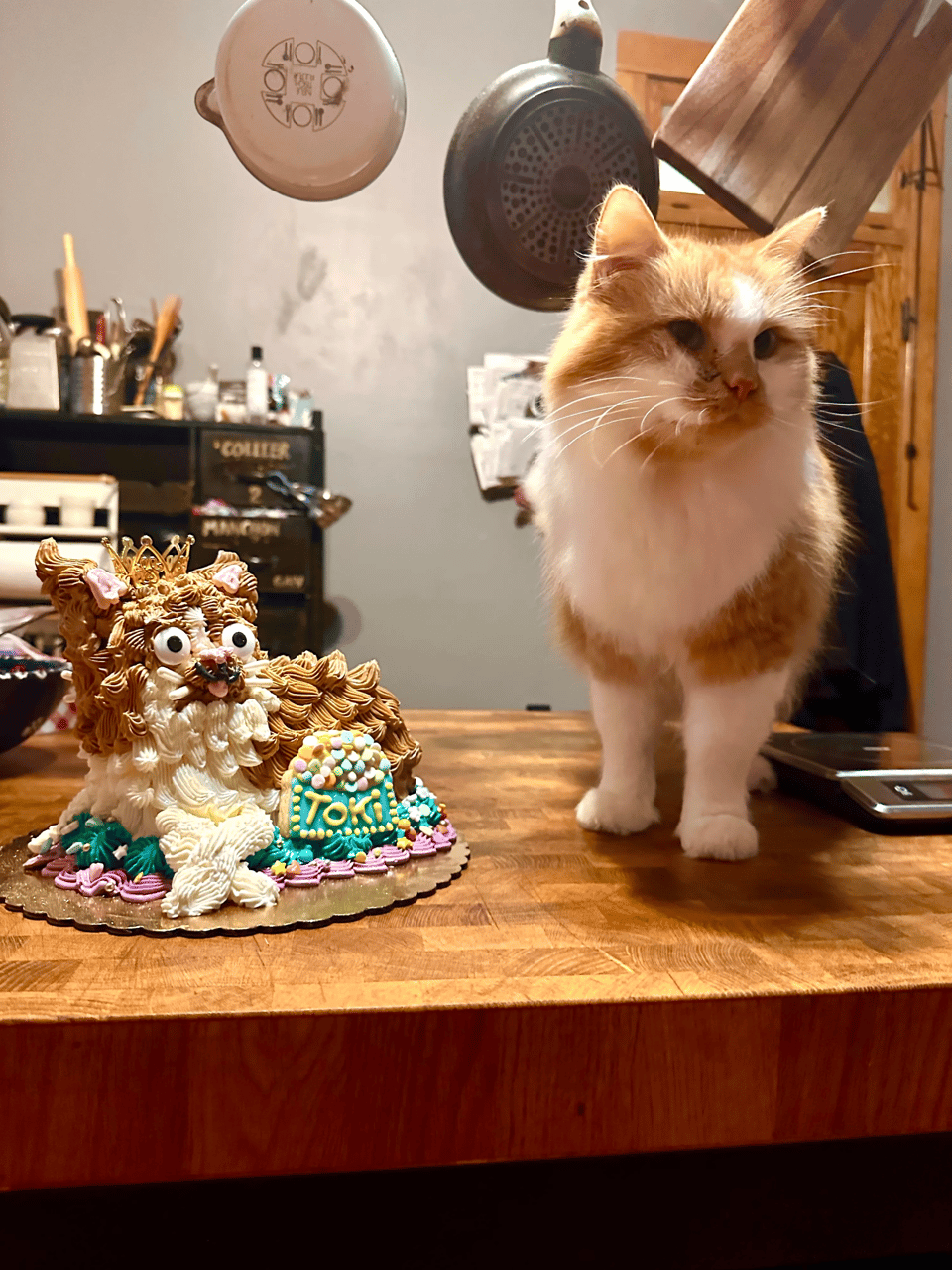The derpy cake cat next to the real (uninterested) cat