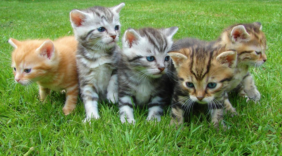 A litter of kitten. Image from Pexels.