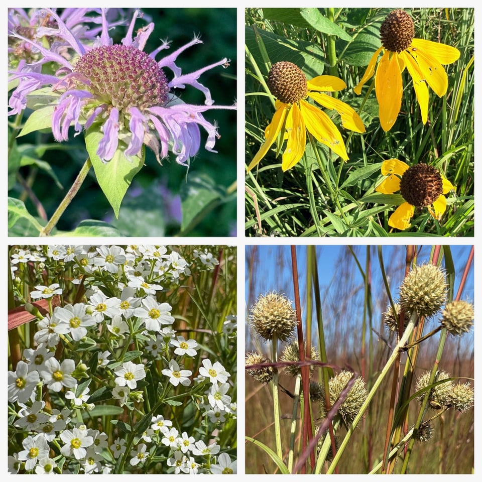 pictures of Wild Bergamot (Monarda fistulosa), Yellow Coneflower (Ratibida pinnata), Flowering Spurge (Euphorbia corollata) and Rattlesnake Master (Eryngium yuccifolium). / Photos by Brian Henkel