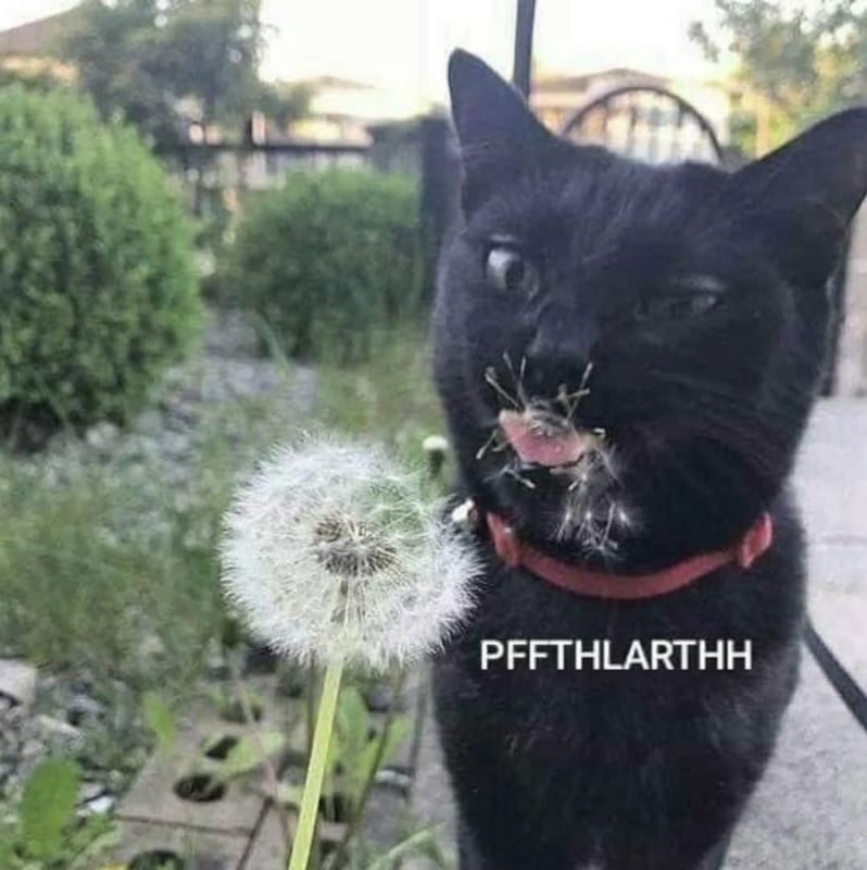 A photo of a black cat that must have licked a dandelion because it's mouth is covered in the fluffy seeds. Text beneath the cat's seed-covered face reads: PFFTHLARTHH
