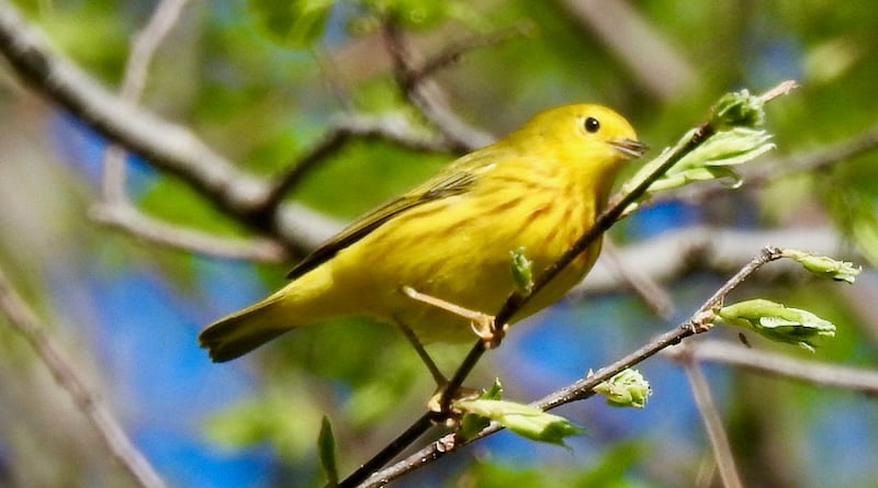 The Yellow Warbler also stays around for the summer. / Photo by Steve Dietz