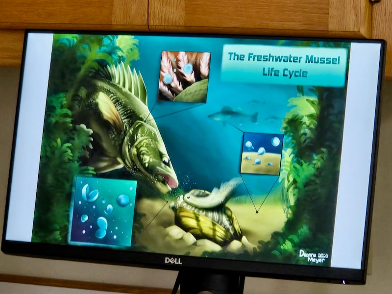 Female mussels’ fertilized eggs develop into larvae called glochidia, which are “sprayed” onto a potential host fish and clamp to the fish’s gills, where they develop into tiny mussels and drop to the lake- or streambed and develop into adult mussels.