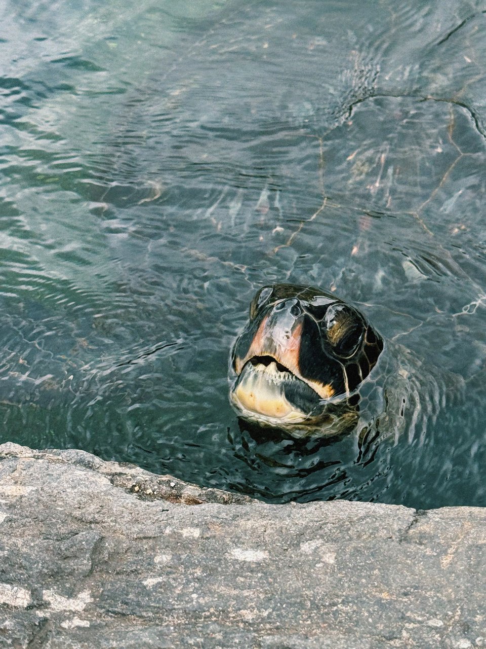 A Green Sea Turtle sticking up it's head from the water to take a breath