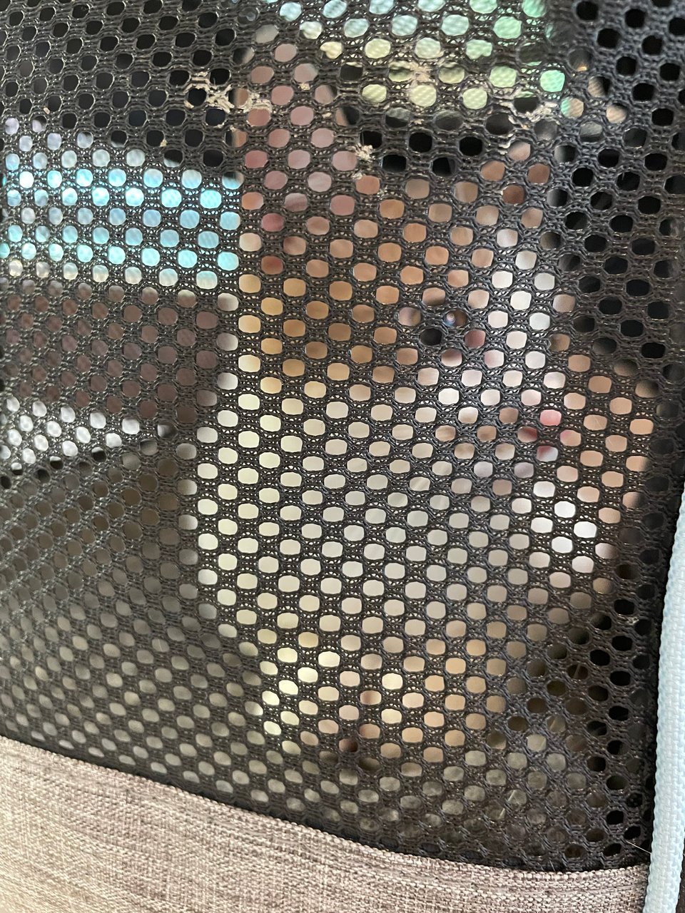 Timmy in his cat carrier