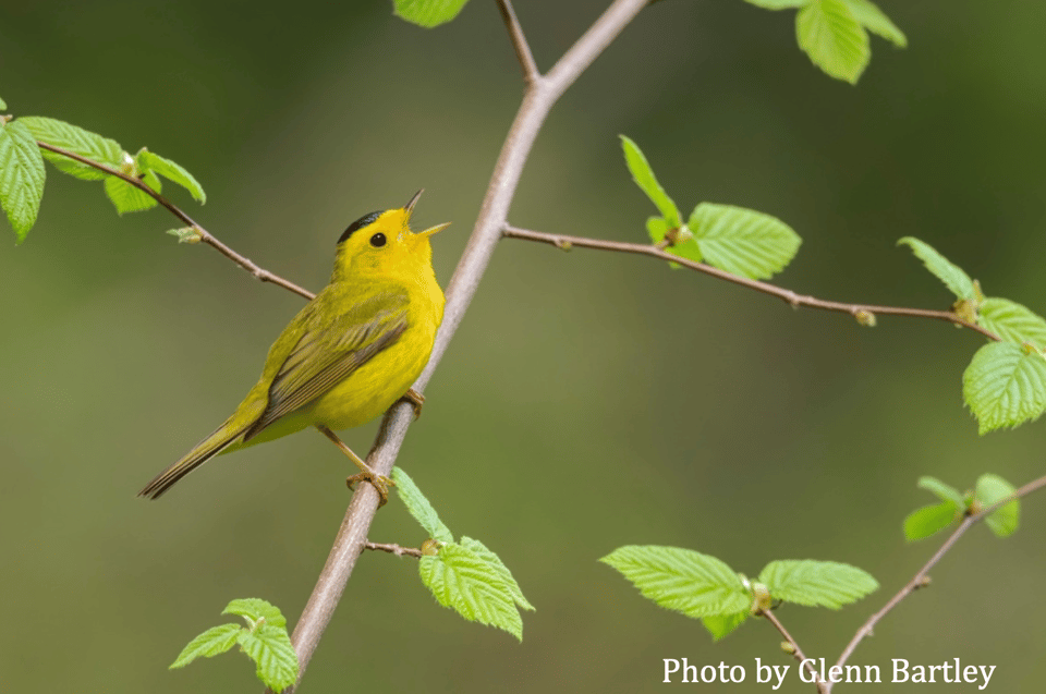 A yellow warbler perched on a branch, singing its little heart out
