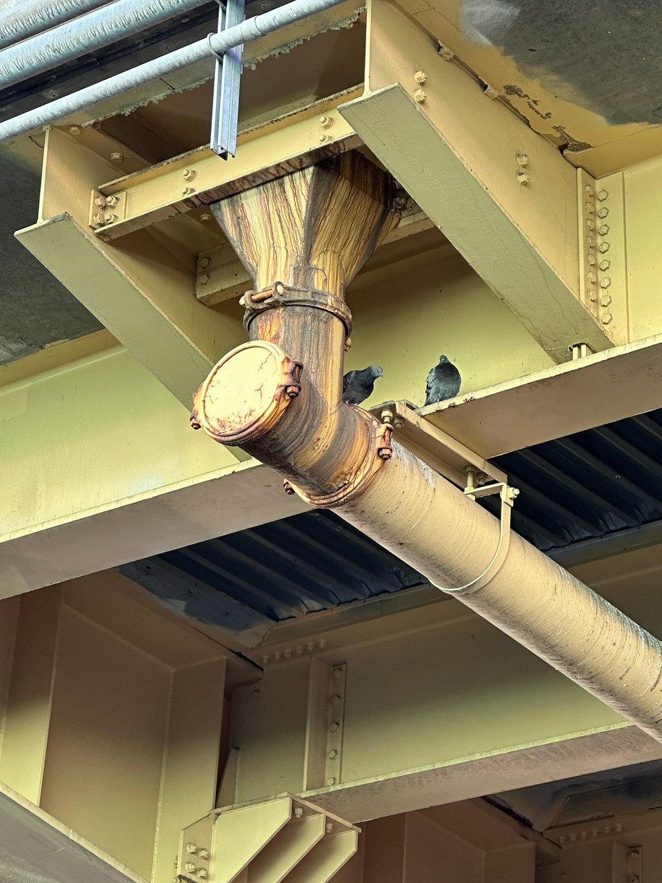 two pigeons in the yellow-painted understructure of the BQE