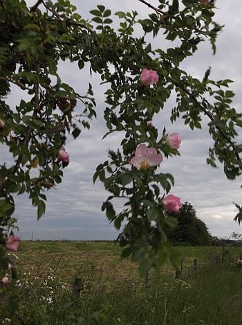 A view out to a grassy field and a cloudy sky. A branch of wild roses in flower obscures the foreground.