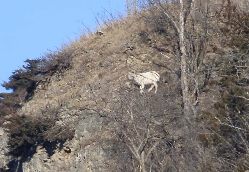 Well, if it isn’t White Lightning, his own self, high on the rocks near Rattlesnake Bluff in Frontenac State Park! We couldn’t be happier to see him. / Photo by Bruce Ause