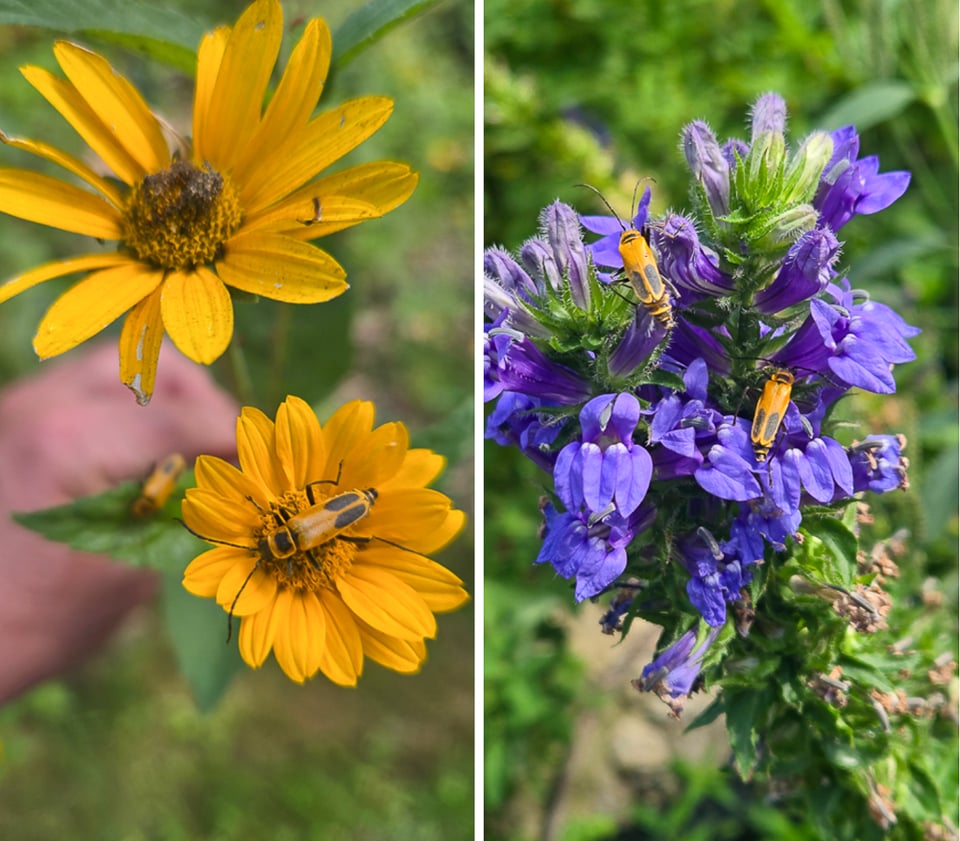 Goldenrod soldier beetles on false sunflower (Heliopsis helianthoides), left, and great blue lobelia (Lobelia siphilitica). / Photos by Steve Dietz