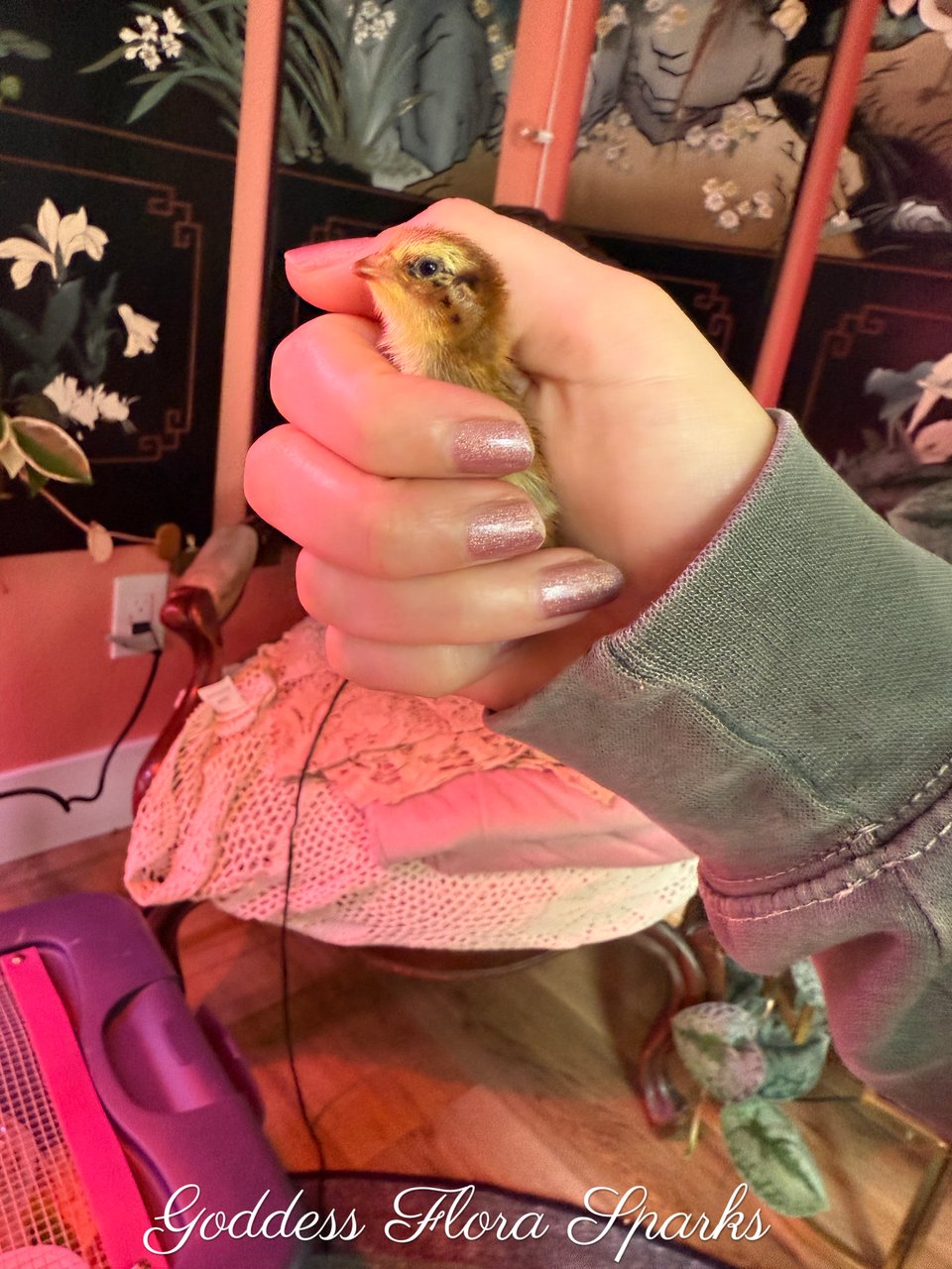 a baby chick being held gently