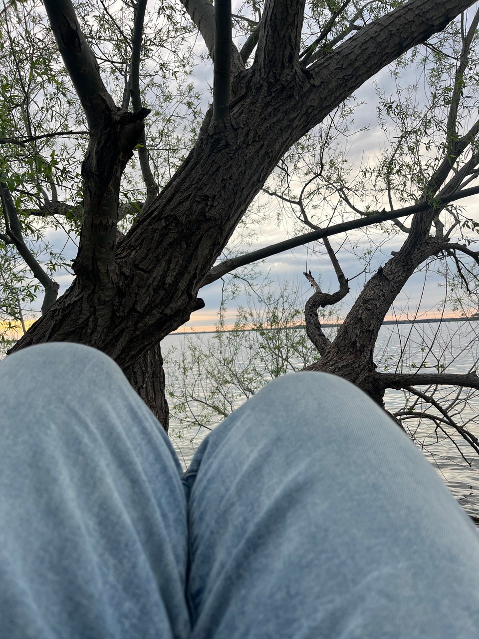 Nola's light denim-clad knees in front of horizontal tree trunks reaching out over evening lake water