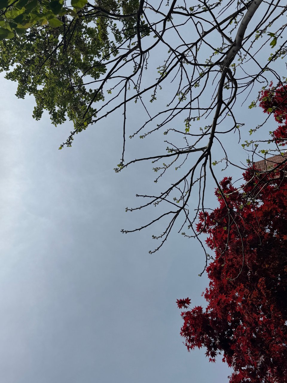 a view up at a blue sky through red and green trees.