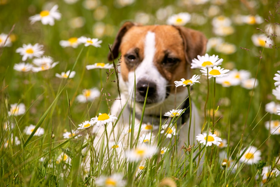 a beagle mix dog smells the flowers in a field of white daisies
