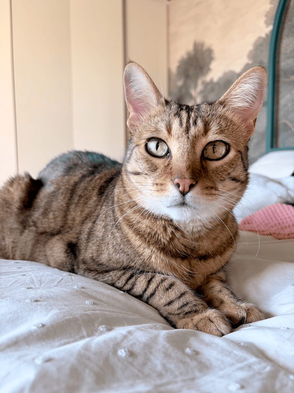 bran the cat