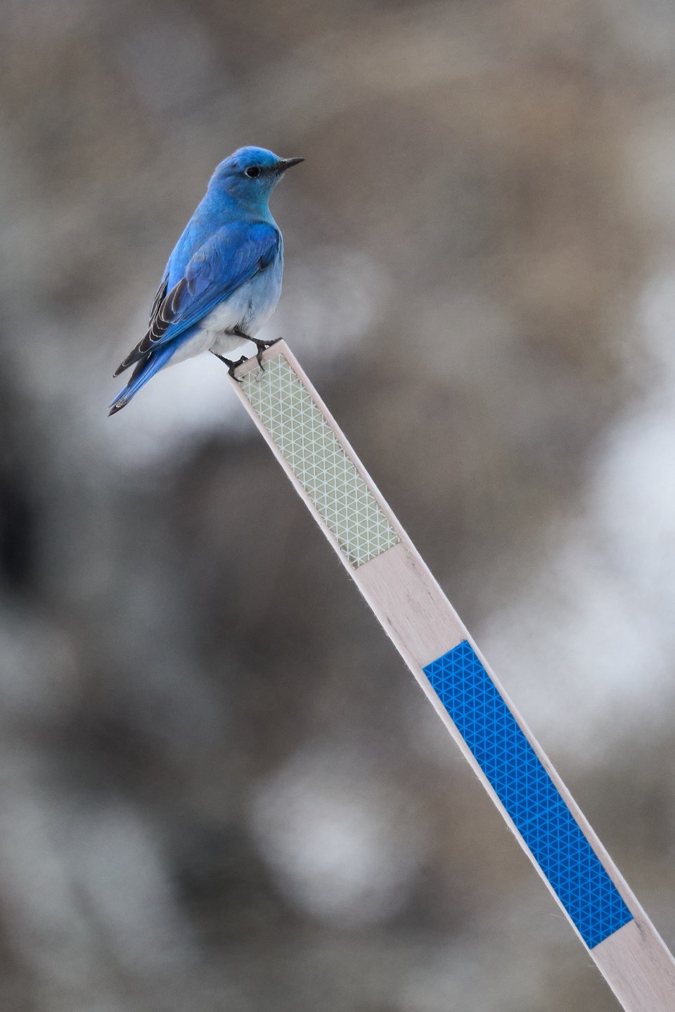 A blue and white bird on a blue and white road marker