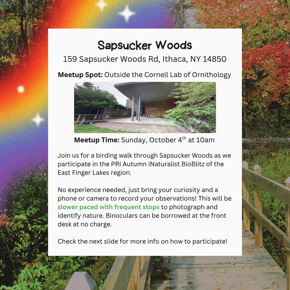 Location: Sapsucker Woods.
Address: 159 Sapsucker Woods Rd, Ithaca, NY 14850.
Meetup Spot: Outside the Cornell Lab of Ornithology.
Meetup Time: Sunday, October 4th at 10 AM.
Join us for a birding walk with Anna from Onondaga Audubon as we participate in the PRI Autumn iNaturalist BioBlitz of the East Finger Lakes region!
No experience needed, just bring your curiosity and a phone or camera to record your observations. This will be slower paced with frequent stops to view, photograph, and identify nature we spot along the way.
Binoculars can be borrowed at the front desk at no charge.