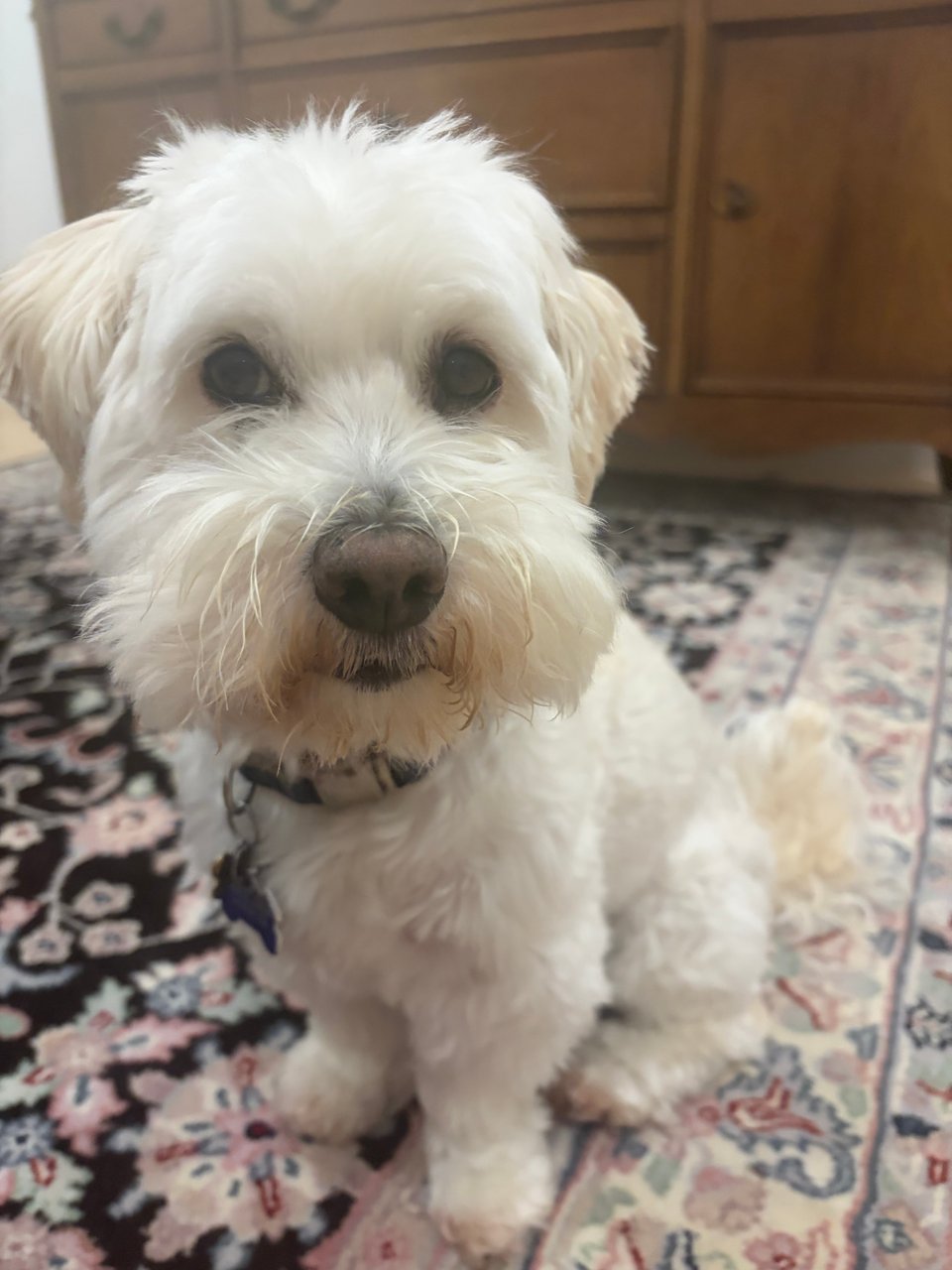 A white fluffy dog sitting on a carpet in front of furniture holding clothes