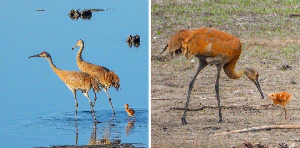 The surviving Sandhill Crane colt leaving the nest with its parents and being fed on shore.