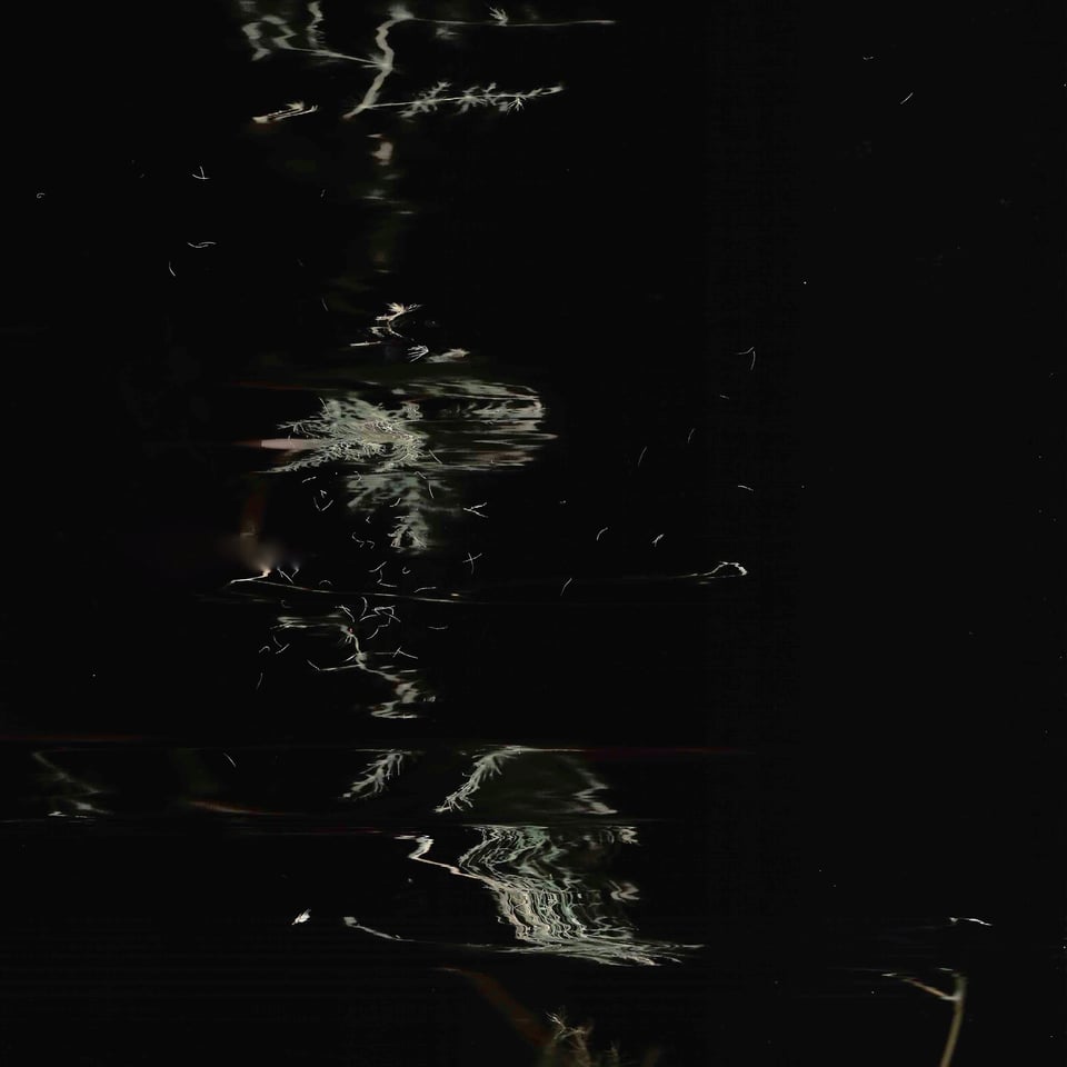 An abstract artwork made by Lu. It's scans of plants in a black background, faded.
