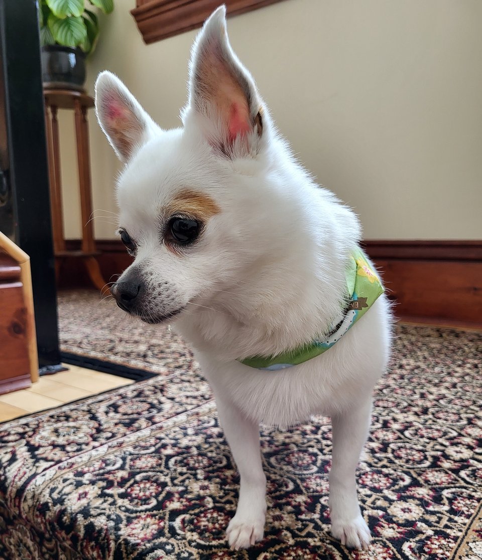 A handsome chihuahua looks handsomely into the distance while sporting a handsome green bandana around his handsome neck.