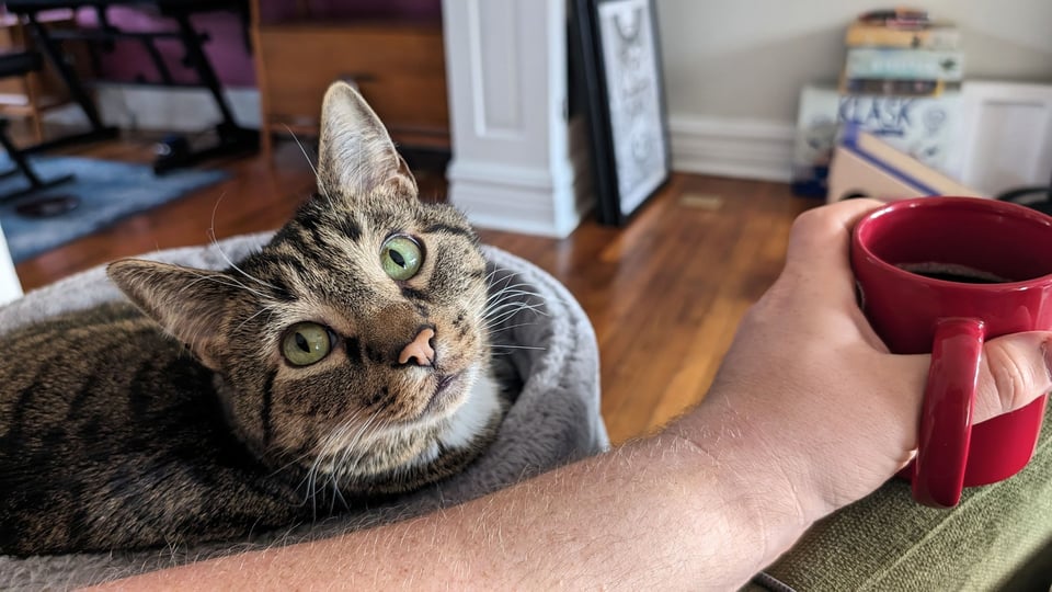 a cat with a cup of coffee